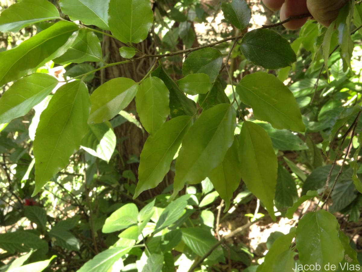 Flacourtia jangomas (Lour.) Raeusch.